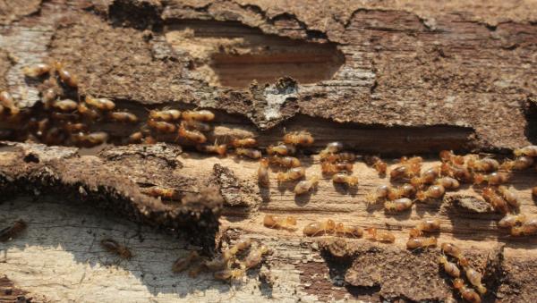 Kelly & Justin Termite & Pest Control Inc