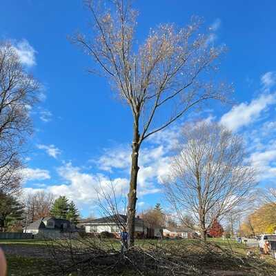 Brother in Law Tree Service LLC