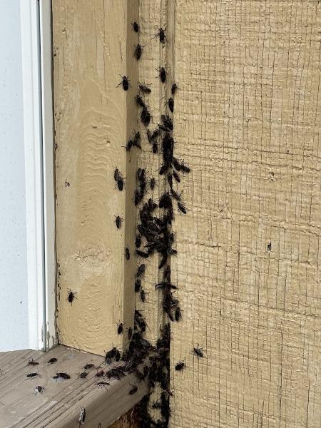 Pest Blaster