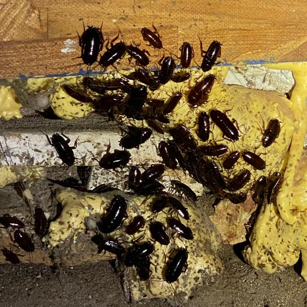 Pest Blaster