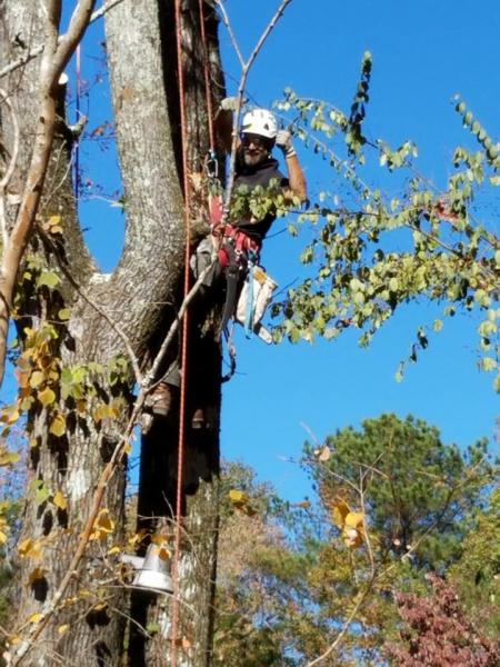 McDaniel Tree Services LLC