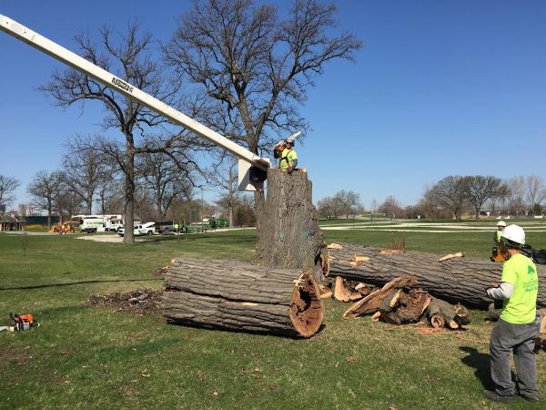 The Tree Surgeon