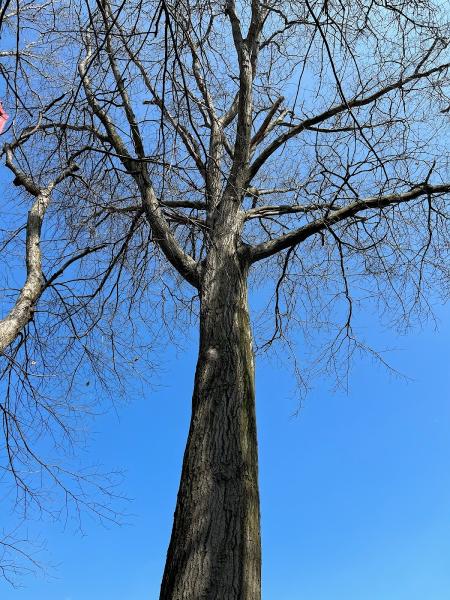 The Tree Surgeon