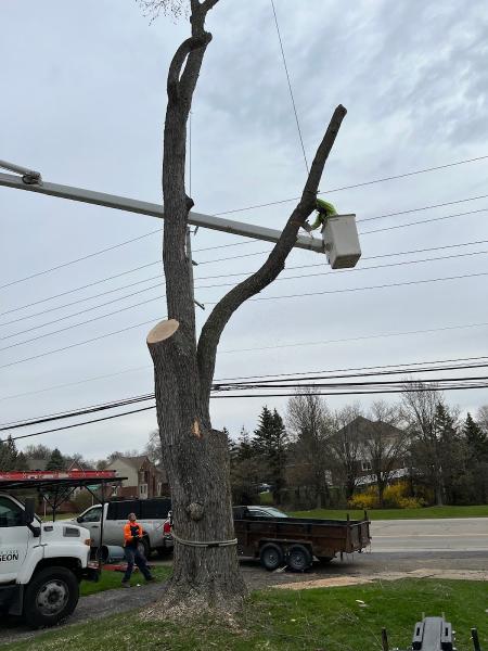 The Tree Surgeon