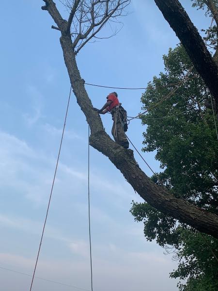 Long Branch Tree Service LLC