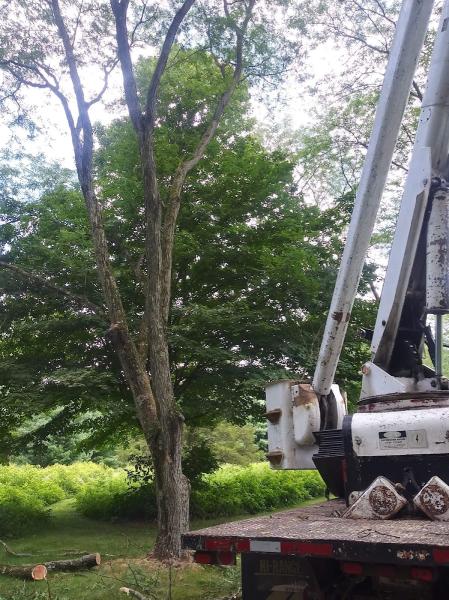 Long Branch Tree Service LLC