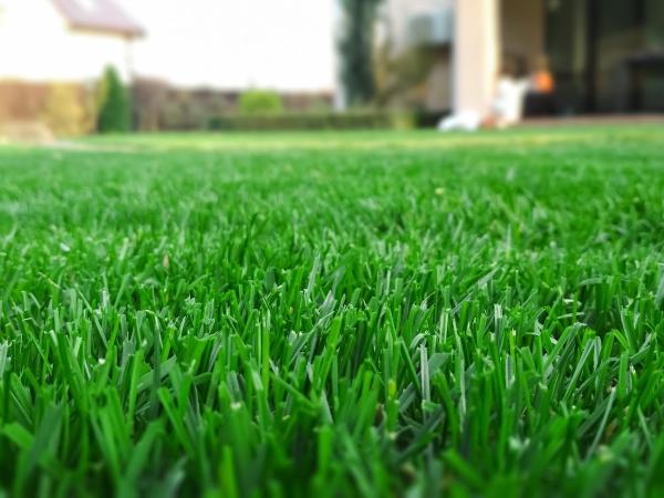 Lawngevity