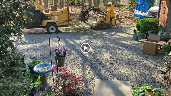 ALL Stumps Plus LLC