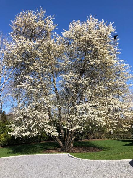JLC Landscape & Tree Services
