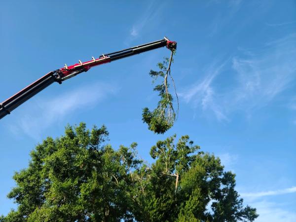 Monkey Business Tree & Crane Service