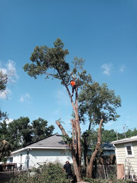 Monkey Business Tree & Crane Service