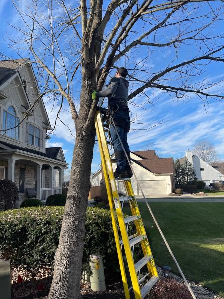 Penningtons Tree Service-Columbus