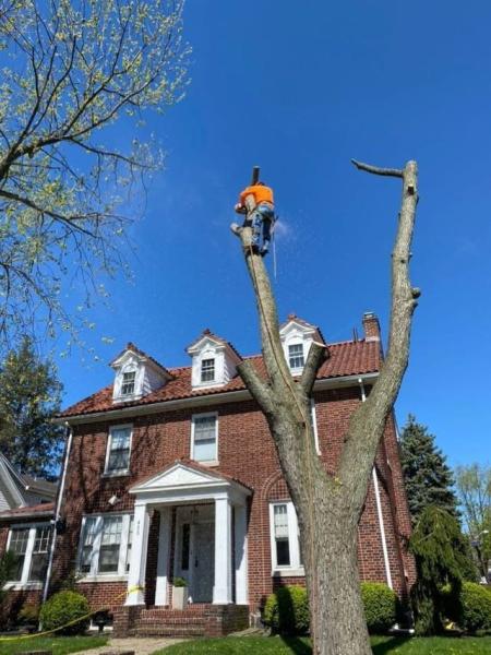 Al D Landscaping & Tree Service