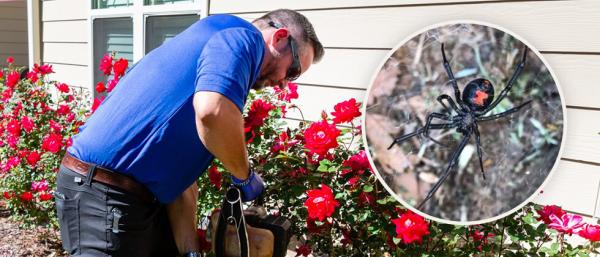 Bigham Pest Services