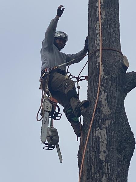 Mid-Tn Tree Service
