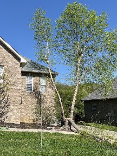 Mid-Tn Tree Service
