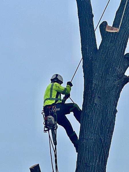 Mid-Tn Tree Service