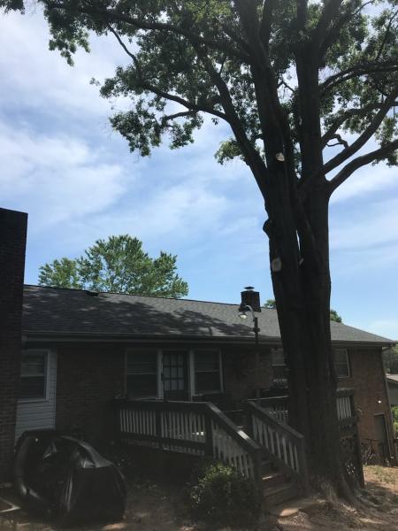 A B Tree Service