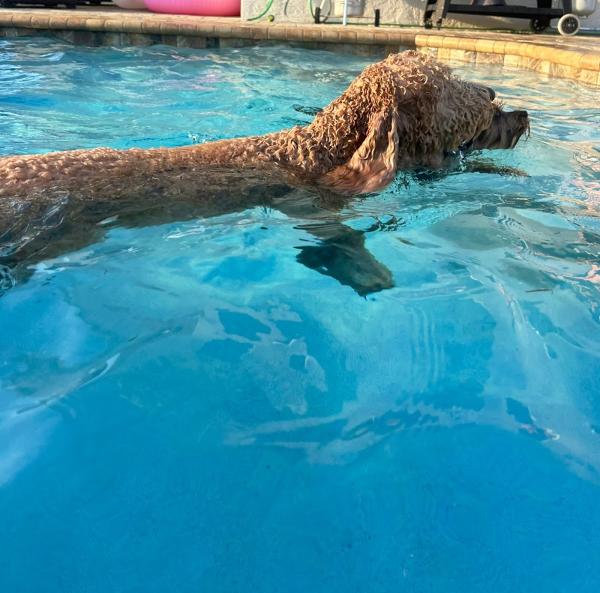 Seaside Dreams Pool Service LLC