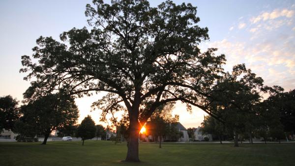 Riverside Tree Service