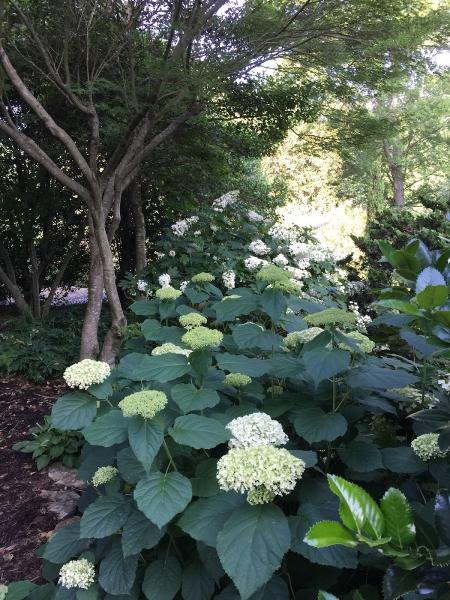 Acer Landscape Services
