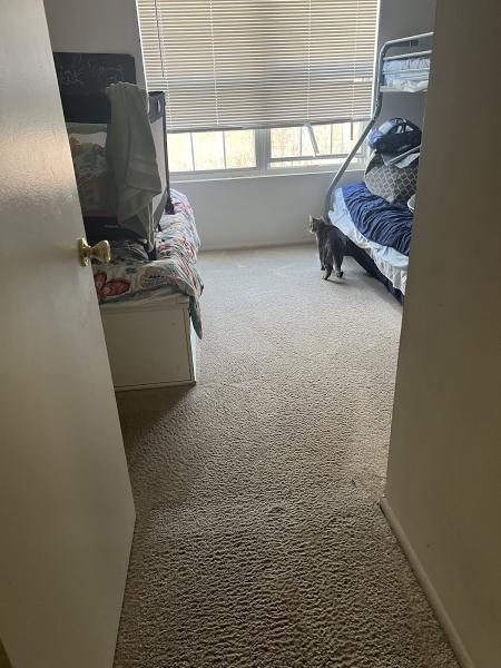 Dunamis Carpet Cleaning