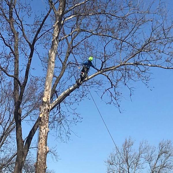 Jmac Lawn and Tree Service