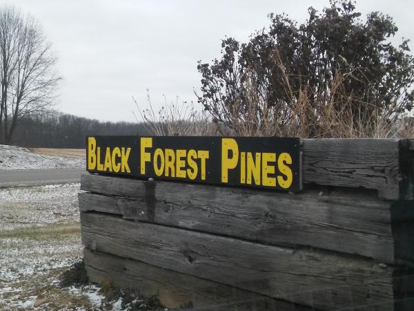 Black-Forest Pines
