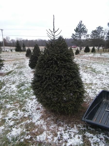 Black-Forest Pines