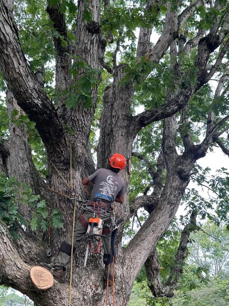 Johnny's Landscape and Tree Service LLC