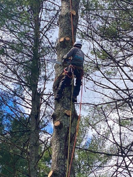 Johnny's Landscape and Tree Service LLC
