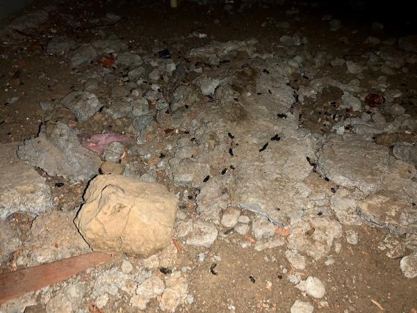 Honest Rodent Proofing