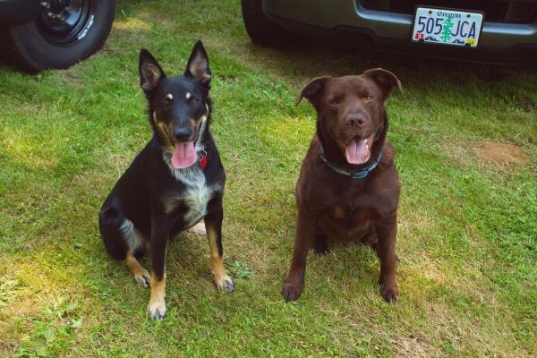 Bloom Pest Control and Home Services