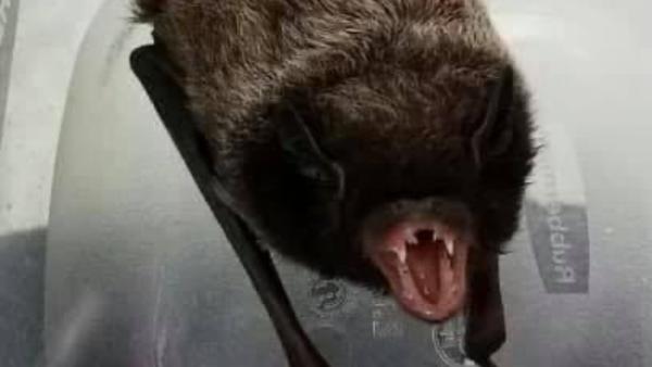 Gray Brothers Bat-Wildlife-Squirrel Removal CT