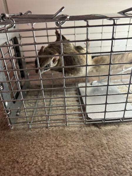 Gray Brothers Bat-Wildlife-Squirrel Removal CT
