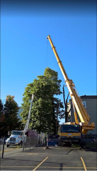 B&R Tree Service