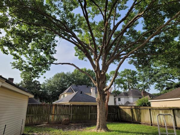 Family Tree Service