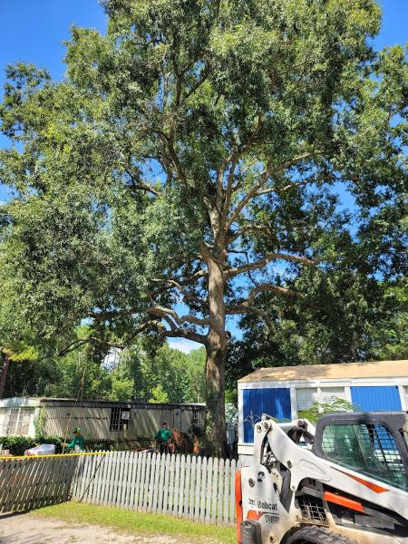Family Tree Service