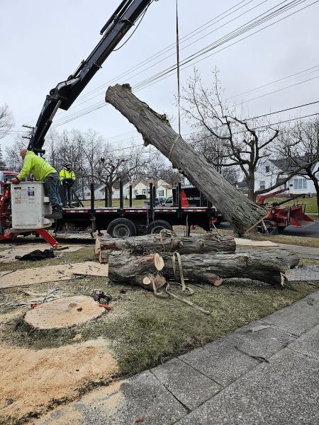 Hoffman Tree Service