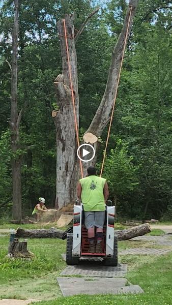 Hoffman Tree Service