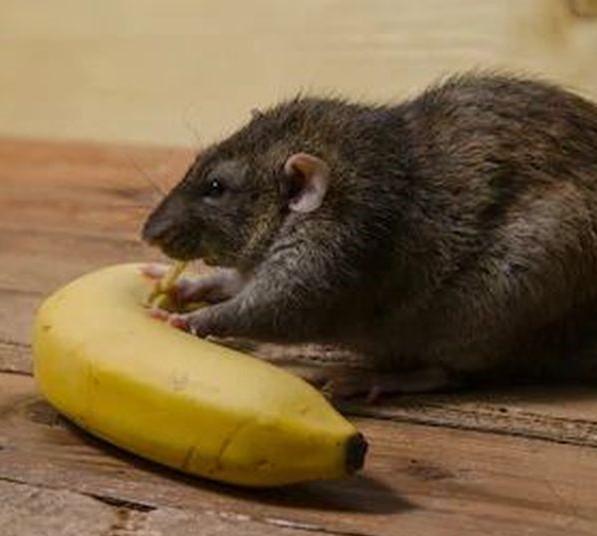 Trapper John Rodent Specialist