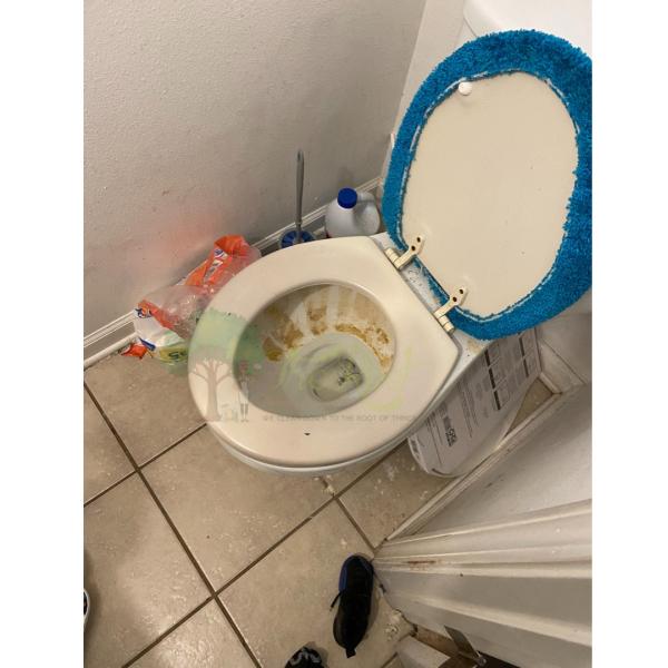 The Root Cleaning Service