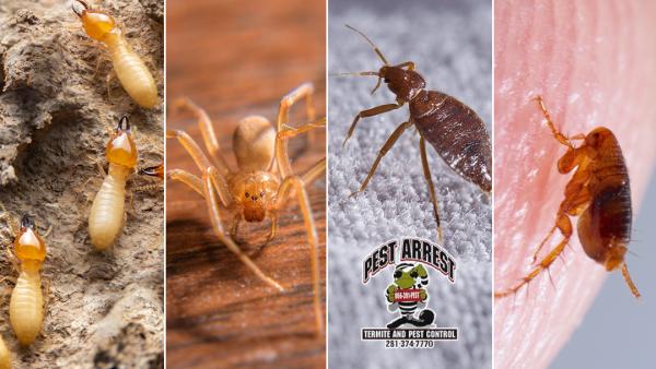 Pest Arrest Llc.