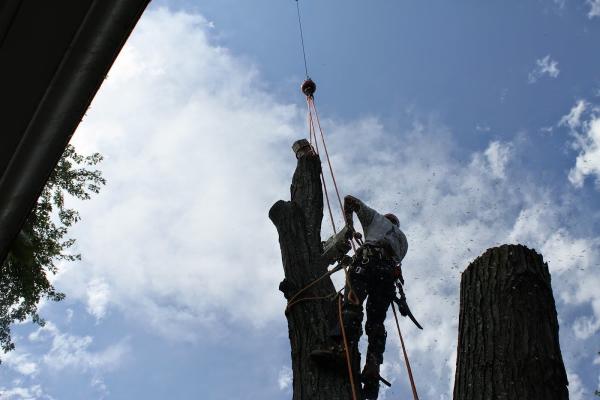 Arborworks
