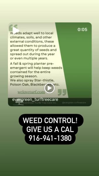 Evergreen Turf & Tree Care