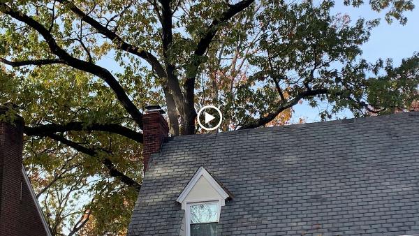 Shelton Tree Service