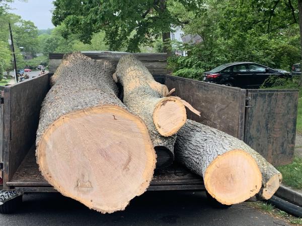 Shelton Tree Service