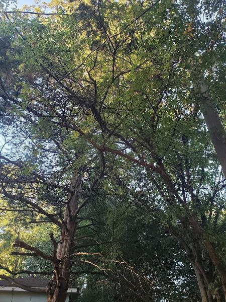 Log and Leaf Tree Service