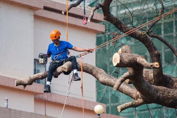 SES Environmental Tree Service