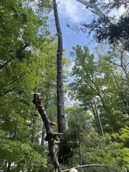 David's Tree Services
